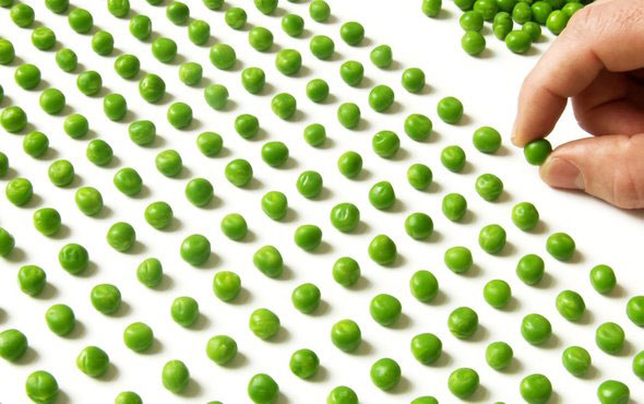 Organizing green peas perfectly in rows